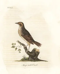 Saltkärrsparv, Ammodramus caudacutus. Sårbar. (Sharp-tailed oriole, Oriolus caudacutus.) Handfärgad kopparplåt tecknad och graverad av John Latham från hans egen A General History of Birds, Winchester
