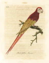 Scarlet ara, Ara macao (röd och gul ara, Macrocercus aracanga). Handfärgad kopparplåt ritad och graverad av John Latham från hans egen A General History of Birds, Winchester