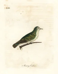 Glänsande bronsgök, Chrysococcyx lucidus (Länsgök, Cuculus lucidus). Handfärgad kopparplåt ritad och graverad av John Latham från hans egen A General History of Birds, Winchester