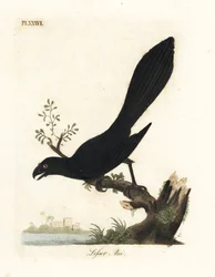 Slätnäbbad ani eller mindre ani, Crotophaga ani. Handfärgad kopparplåt ritad och graverad av John Latham från hans egen A General History of Birds, Winchester