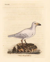 Snöig fjädernäbb, Chionis albus (Vit fjädernäbb, Vaginalis chionis). Handfärgad kopparplåt ritad och graverad av John Latham från hans egen A General History of Birds, Winchester