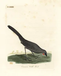 South Island, Nya Zeeland kokako, Callaeas cinerea cinerea, förklarade utdöd 2007 (Cinereous wattle bird, Calloeas cinerea). Handfärgad kopparplåt ritad och graverad av John Latham från hans egen A General History of Birds, Winchester
