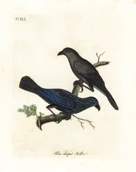 Strimig stare, Aplonis striata (Blårandig rulle, Coracias striata). Handfärgad kopparplåt ritad och graverad av John Latham från hans egen A General History of Birds, Winchester