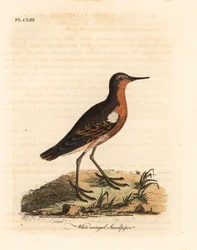 Tahitisk sandsnäppa, Prosobonia leucoptera. Utdöd. (Vitvingad sandsnäppa, Tringa leucoptera.) Handfärgad kopparplåt tecknad och graverad av John Latham från hans egen A General History of Birds, Winchester