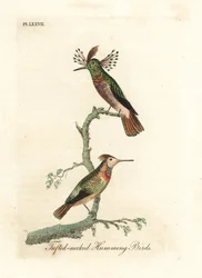 Tofskolibrier, Lophornis ornatus (kolibrier med tofsprydd hals, Trochilus ornatus). Hane och hona. Handkolorerat kopparstick tecknat och graverat av John Latham ur hans eget verk A General History of Birds, Winchester