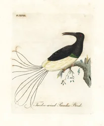 Tolvtrådig paradisfågel, Seleucidis melanoleucus (Paradisea nigricans). Handfärgad kopparplåt ritad och graverad av John Latham från hans egen A General History of Birds, Winchester