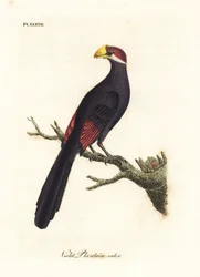 Violett turaco eller violaceous groblad-ätare, Musophaga violacea. Handfärgad kopparplåt ritad och graverad av John Latham från hans egen A General History of Birds, Winchester