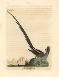 Vitryggig musfågel, Colius colius (Vitryggig koly, Colius leuconotus). Handfärgad kopparplåt ritad och graverad av John Latham från hans egen A General History of Birds, Winchester