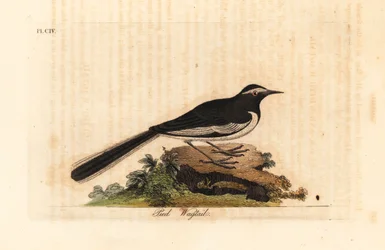 Vitbrynad vippsvans guldbredfotsvipstjärt, Motacilla maderaspatensis. (Indiens vippsvans). Handfärgad kopparplåt ritad och graverad av John Latham från hans egen A General History of Birds, Winchester