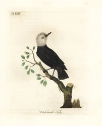 Vithövdad kärrtyrann, Arundinicola leucocephala (Vithuvad tody, Todus leucocephalus). Handfärgad kopparplåt ritad och graverad av John Latham från hans egen A General History of Birds, Winchester