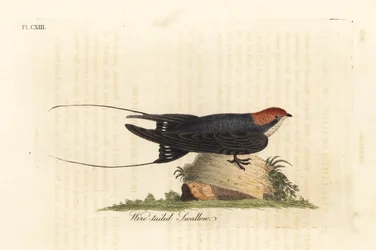Trådstjärtad svala, Hirundo smithii. Handkolorerat kopparstick tecknat och graverat av John Latham ur hans eget verk A General History of Birds, Winchester