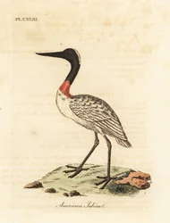 Trästock, Mycteria americana (amerikansk jabiru). Handfärgad kopparplåt ritad och graverad av John Latham från hans egen A General History of Birds, Winchester