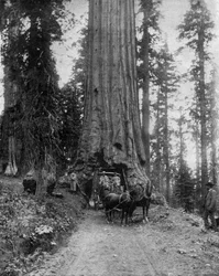 Stort träd (sequoia): "wawona" i Mariposa Grove i Kalifornien (s/v foto)