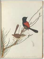 Scarlet & svart sångare.Lewin, John. Fåglar i New South Wales med sin naturhistoria. Sydney- G