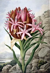 PD.757-1973 Spear Lily (Doryanthes excellsa)