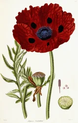 Vallmobrakteat, 1821-1826