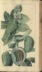 En sida från "Elegancies of Jamaica"