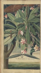 En sida från "Elegancies of Jamaica"