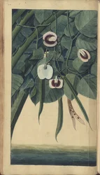 En sida från "Elegancies of Jamaica"