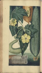 En sida från "Elegancies of Jamaica", 200