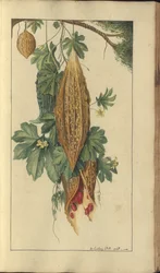 En sida från "Elegancies of Jamaica", 205