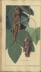 En sida från "Elegancies of Jamaica", 206
