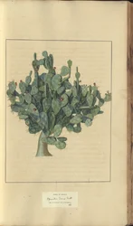 En sida från "Elegancies of Jamaica", 253