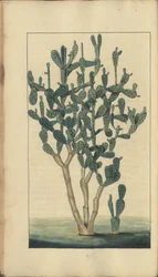 En sida från "Elegancies of Jamaica", 258