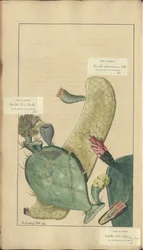 En sida från "Elegancies of Jamaica", 266