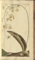 En sida från "Elegancies of Jamaica", 279