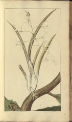 En sida från "Elegancies of Jamaica", 285