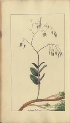 En sida från "Elegancies of Jamaica", 288