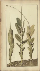 En sida från "Elegancies of Jamaica", 294