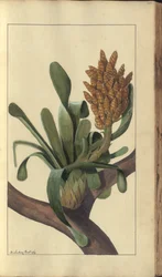 En sida från "Elegancies of Jamaica", 297