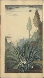 En sida från "Elegancies of Jamaica", 314
