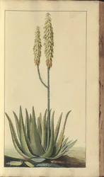 En sida från "Elegancies of Jamaica", 323