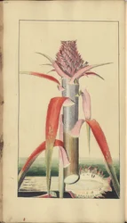 En sida från "Elegancies of Jamaica", 336