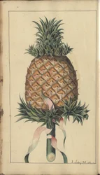 En sida från "Elegancies of Jamaica", 340