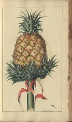 En sida från "Elegancies of Jamaica", 341