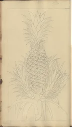 En sida från "Elegancies of Jamaica", 344