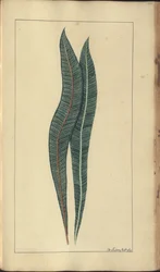 En sida från "Elegancies of Jamaica", 357