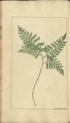 En sida från "Elegancies of Jamaica", 370