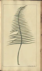 En sida från "Elegancies of Jamaica", 373