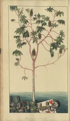 En sida från "Elegancies of Jamaica", 39