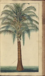 En sida från "Elegancies of Jamaica", 403