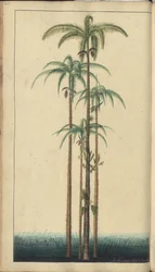 En sida från "Elegancies of Jamaica", 420