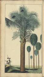En sida från "Elegancies of Jamaica", 430