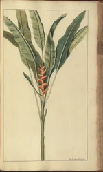 En sida från "Elegancies of Jamaica", 439