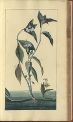 En sida från "Elegancies of Jamaica", 455