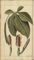 En sida från "Elegancies of Jamaica", 458